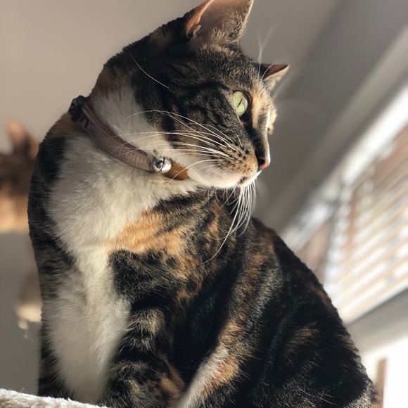 25% off 2 or more bundles — Welcome to my closet! - Picture 7 of 8